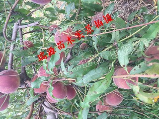 山东桃什么季节成熟