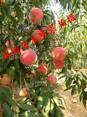 10月成熟的桃品种