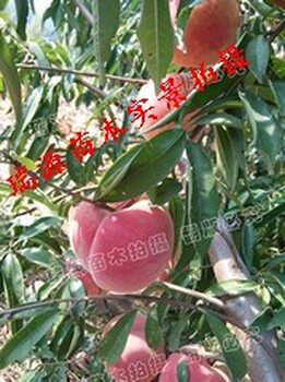 中秋节前后成熟的桃子品种大全