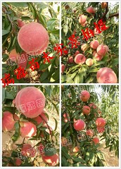 桃子在什么季节成熟
