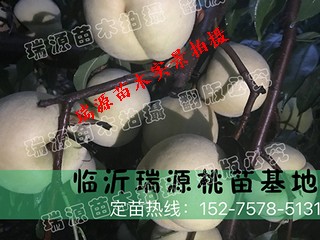 5月份成熟的桃子品种