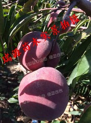 成熟的贡桃品种