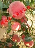 早成熟的黄桃品种图片2