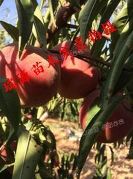 早上市的桃品種好
