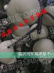 10月成熟的桃品种