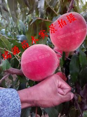 十月成熟的油桃子品种