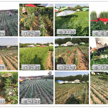 中油蟠7-7幾月份成熟_中油蟠7-7裂果不