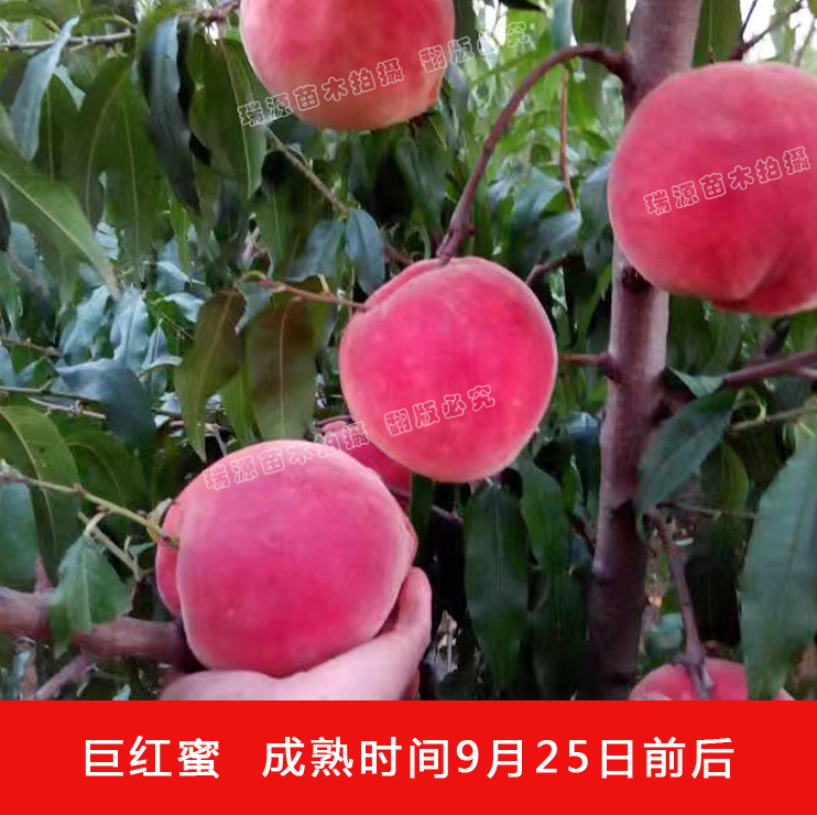 油蟠7-7樹(shù)苗多少錢(qián)一顆_油蟠7-7簡(jiǎn)介