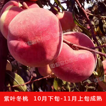 中農(nóng)蟠桃小番茄新品種視頻_中農(nóng)蟠桃小番茄新品種視頻苗