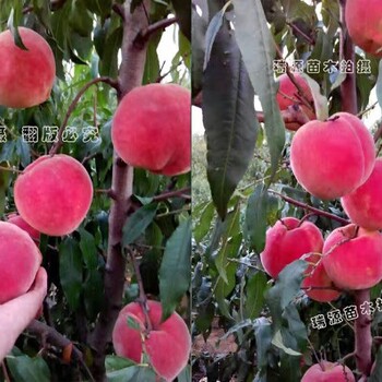 金霞油蟠桃市場前景怎樣_金霞油蟠桃畝產(chǎn)多少