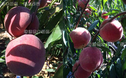 西尾黄桃成熟时间图片2