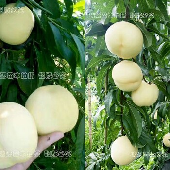 6—6油蟠簡介介紹_6—6油蟠樹苗產(chǎn)地