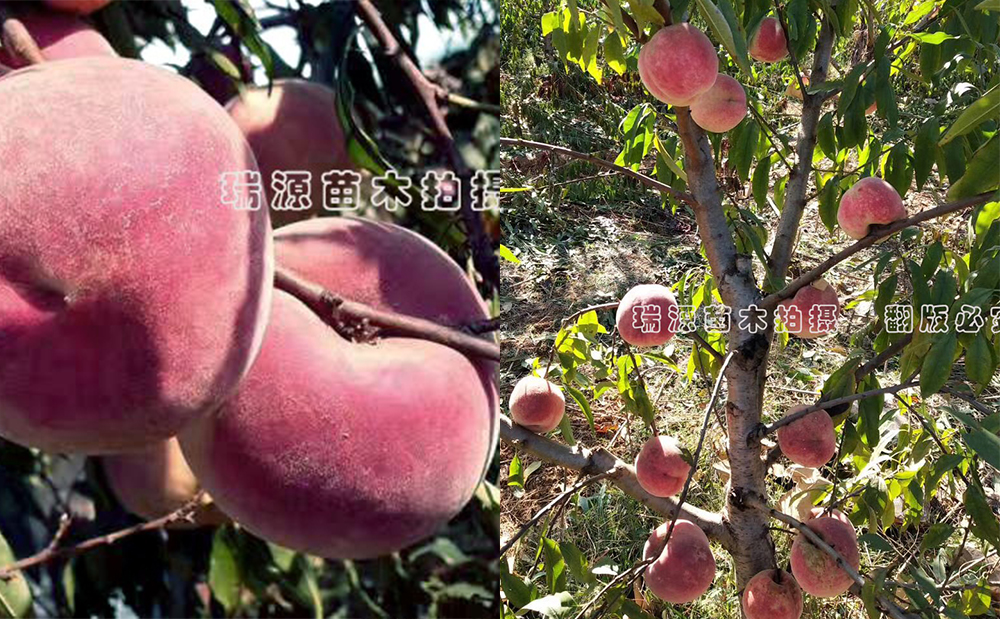黃蟠桃品種大全_黃蟠桃品種介紹