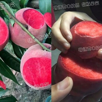 中油蟠9號品種哪個好_中油蟠9號口感怎樣
