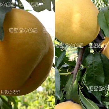 西尾黃桃桃子怎么樣