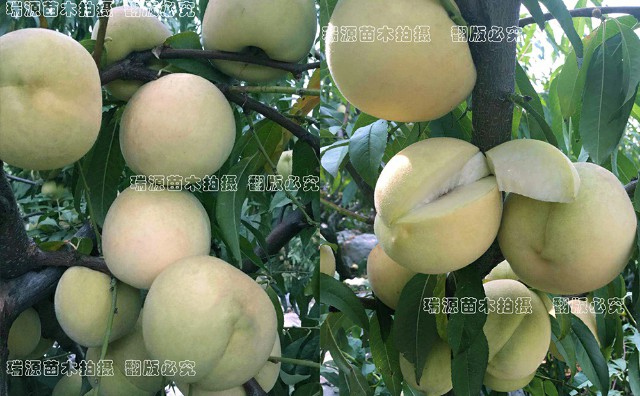 金錢油蟠桃簡介介紹