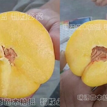 晚熟黄金巨蟠桃多少钱一斤