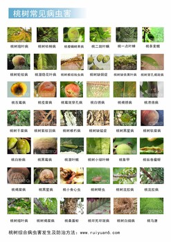 白油蟠桃成熟時(shí)間_白油蟠桃成熟時(shí)間品種介紹