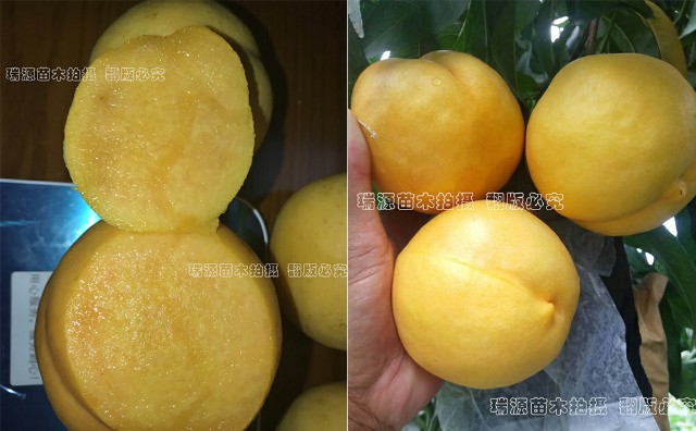 紐扣油蟠桃哪里有售_紐扣油蟠桃品種