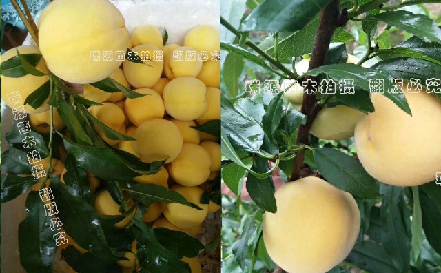 桃樹(shù)新品種樹(shù)苗