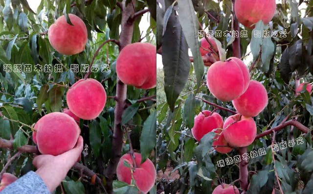 桃樹(shù)新品種樹(shù)苗