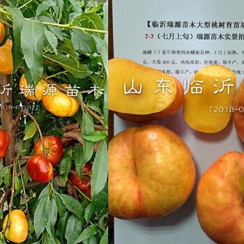 冬桃品種耐寒