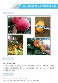 泰安果突围桃品种几月份成熟