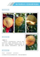 蟠桃桃树苗新疆蟠桃新品种图片