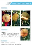 北方极晚熟黄桃品种黄金脆和锦绣黄桃是同一个品种吗图片5