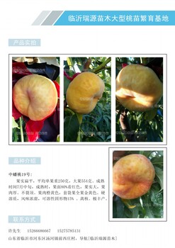 裂口桃是品种早熟桃的新品种
