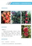 秋桐桃品种介绍冬桃新品种树苗价格图片5