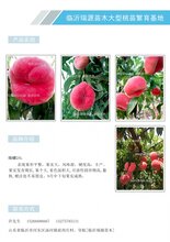 安徽桃苗新品种大早形早熟桃新品种图片