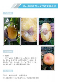 丹东新品种好吃的桃树_丹东品种特点
