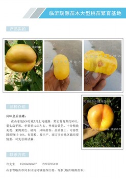 高产秋桃品种桃口感品种