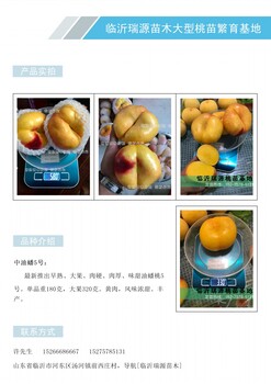 平谷圆桃品种