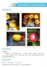 蟠桃核哪个品种好山东刘立常早熟黄肉甜油蟠桃品种图片