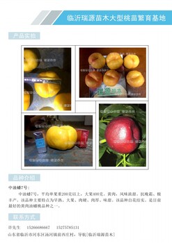 四八桃品种