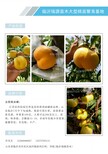 北方极晚熟黄桃品种黄金脆和锦绣黄桃是同一个品种吗图片3