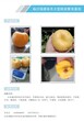 河北桃的品种中国好吃的桃品种介绍