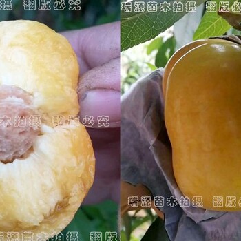 郑州果树研究所蟠桃新品种蟠桃是什么品种嫁接的
