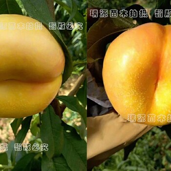 油盘桃新品种7一7几月成熟金灿桃品种筒介