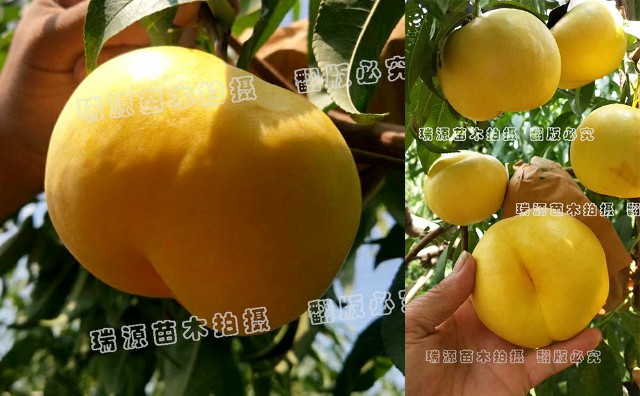 观食两用桃新品种6月份成熟的黄桃品种