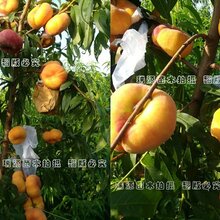 天然杂交品种桃品种咋取名老品种甜桃图片