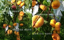冬雪王桃品种介绍中潘十七桃品种介绍图片5