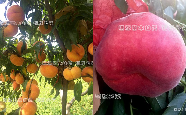 早熟桃品种大全四月桃