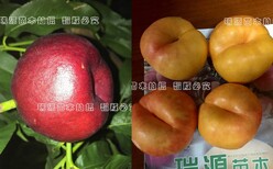 秋桐桃品种介绍冬桃新品种树苗价格图片4