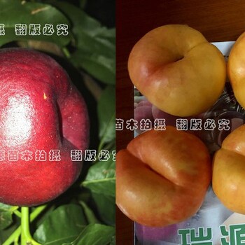 血包桃是啥品种早凤凰品种桃介绍