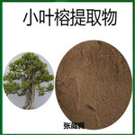 小叶榕提取物15:1小叶榕干膏粉万年青浸膏粉小叶榕叶生粉