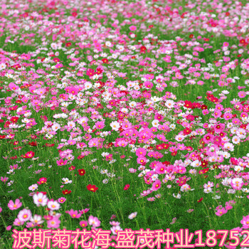 波斯菊種子公司