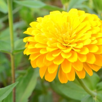 黃色百日草種子那里出售